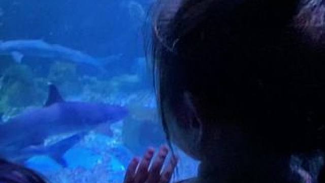 水族馆看鱼了#元梦之星 #我的星宝vlog #星宝闯进旅游圈 #元梦水族馆大片挑战