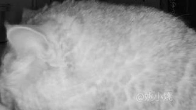 阿蛋半夜饿醒，嘎嘎炫饭 #记录猫咪日常 #监控下的一幕 #它只是不会说话其实它什么都懂 #天使银渐层