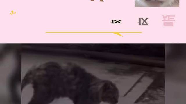 它们仅仅是流浪就已经很难了