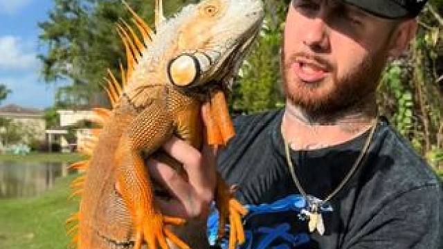 鬣蜥泛滥 #国外视频分享 #野生动物零距离 #鬣蜥