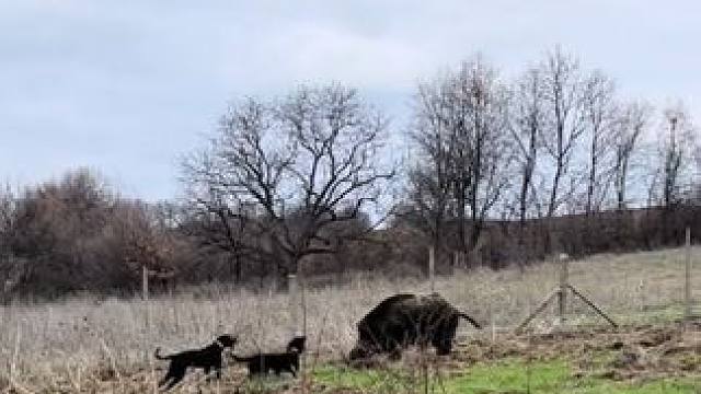 猎狗VS大野猪 #国外视频分享 #野生动物零距离 #野猪泛滥