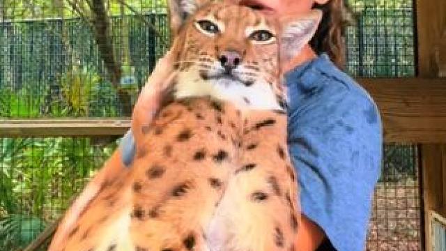 宠物猞猁 #国外视频分享 #奇妙的动物 #宠物