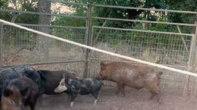 野性十足的野猪落入了陷阱 #国外视频分享 #野生动物零距离 #野猪泛