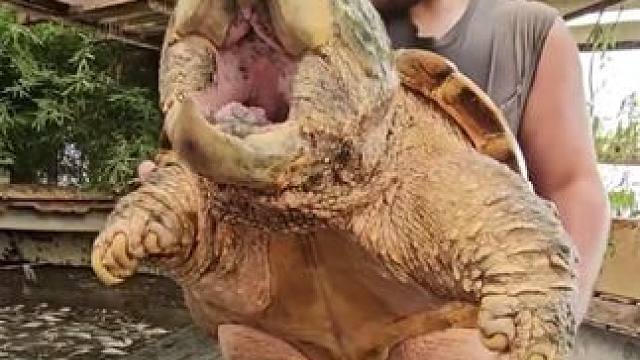 让它咬一口会不会很疼 #国外视频分享 #宠物 #鳄龟