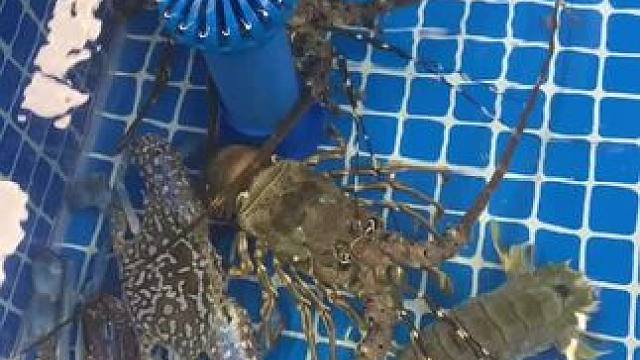 这下没得人说我皮皮虾小个了嘛