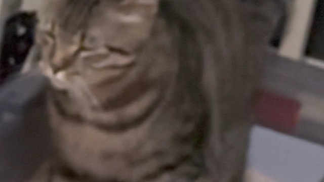 猫咪在拉粑粑的时候在想啥。