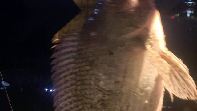 广东的大罗非很多恨贪吃的好吧，