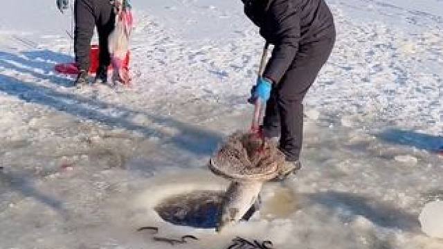 #户外捕鱼 #好多鱼