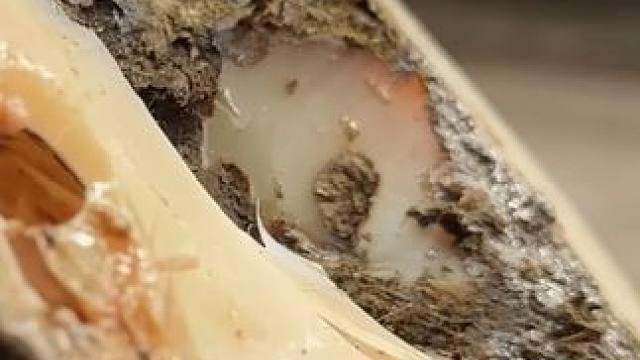 究竟遭受了多大的压力令牛牛半个蹄底都是空腔#解压#修牛蹄#手机回收