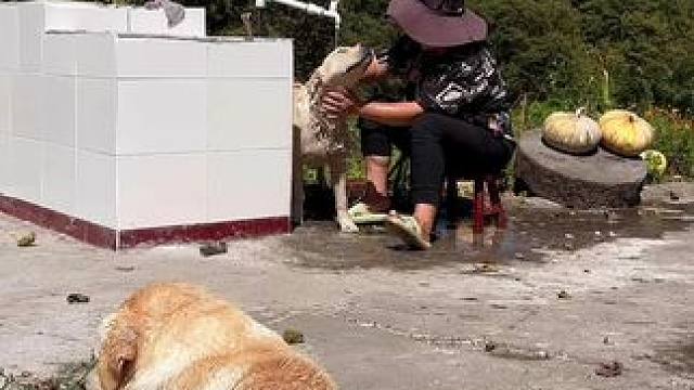 给狗子洗个澡 #狗狗#狗子 #记录生活 #汪星人