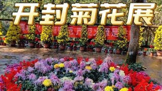 龙苍沟菊花彩林接开始啦 #国庆反向旅游指南 #国庆人少景好的旅游景点 #龙苍沟森林公园 #龙苍沟随便