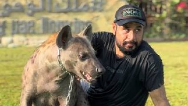 阿拉伯土豪喜欢坐着和宠物鬣狗玩 #国外视频分享 #奇妙的动物 #鬣狗