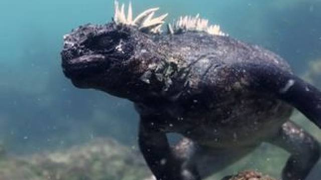 哥斯拉的原型海鬣蜥 #国外视频分享 #野生动物零距离 #奇妙的动物