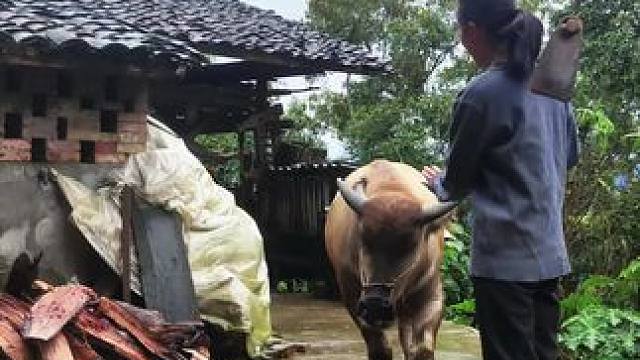 今天早上雨停了，带牛牛去吃草种菜#田园生活 #记录我的乡村生活 #放牛的生活