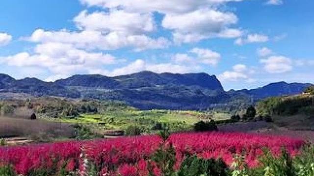 秋意渐浓，大沟红叶红似火#寻美徽县 #秋的味道写在风里 #枫叶 #一起来拍秋天