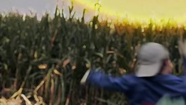 生活不仅诗和远方，还有眼前的苞米.#掰玉米 #农村生活 #玉米地 #凹凸王小六#生活vlog