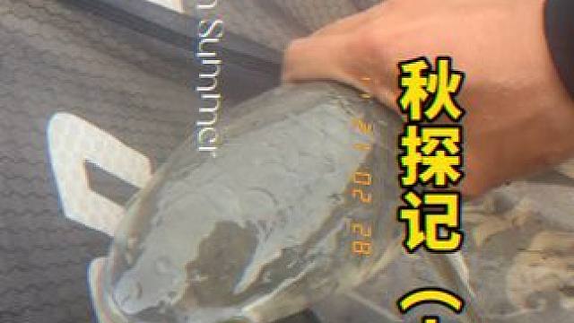 #2024dou来钓鱼 #用钓鱼打开国庆假期 今天这些鱼你见过吗