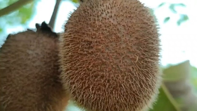 第一次摘到品质超好的野生猕猴桃