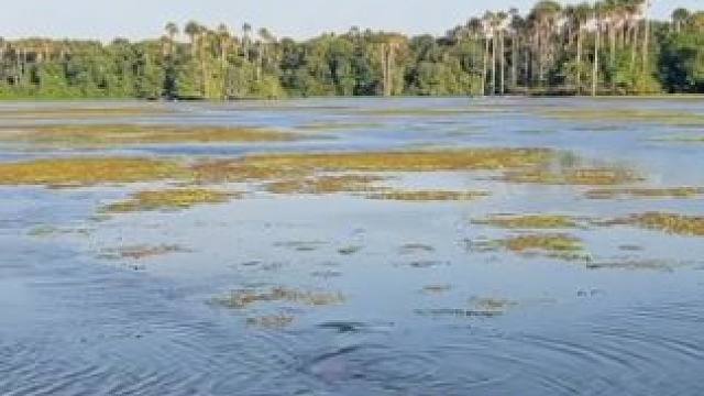 亚马逊森蚺 #国外视频分享 #野生动物零距离 #森蚺