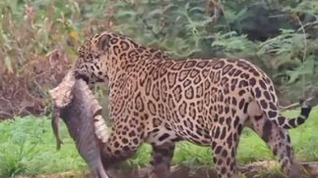 上单鳄鱼被美洲豹吃的只剩一张皮了 #国外视频分享 #野生动物零距离 