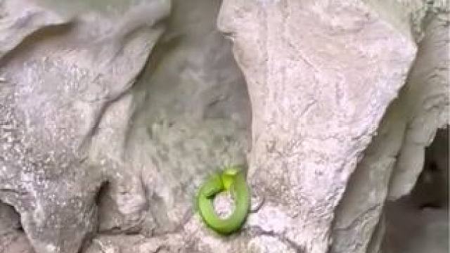 盘州境内发现剧毒蛇竹叶青，这是我们在水塘镇洞穴探险的时候在洞口遇见的，近两年六盘水境内毒蛇增多，户外