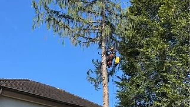 庭院修剪届的纵享丝滑。 #极度舒适 #解压视频 #强迫症看了很享受 #缓解压力 #减压视频