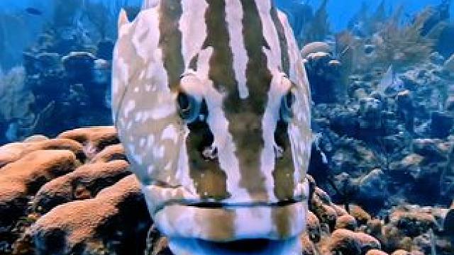 一起去看看神奇的#海底世界#奇妙的海洋生物 #海底世界真奇妙