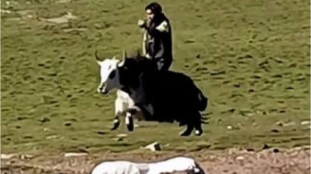 高原上的骑牦牛汉子，太帅了#高原牦牛 #马背上自由的风 #牧区风景 #记录草原生活 #美丽的草原风光