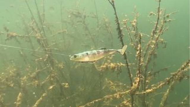 #国庆假期去钓鱼有多爽 #秋天正是钓鱼好时节 #钓鱼的乐趣只有钓鱼人懂 #水底中鱼视频