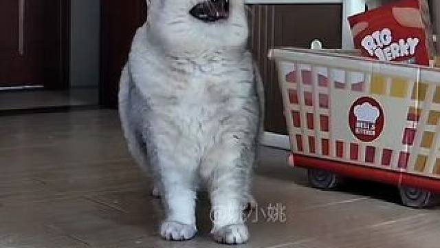 国庆放假第一天老登睡懒觉起晚了被阿蛋骂 #这小猫谁养谁不迷糊啊 #监控下的一幕 #记录猫咪日常