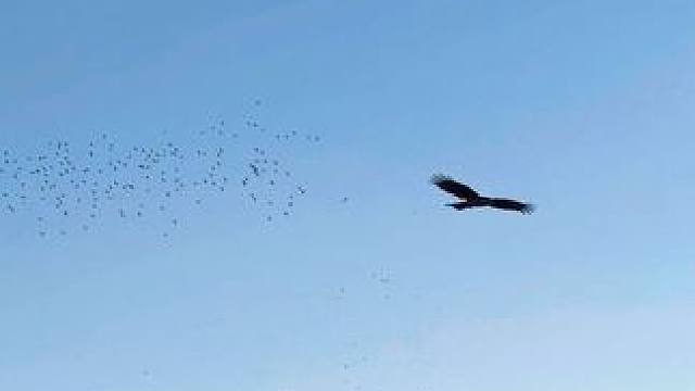 “你当像鸟 飞往你的山 自由又洒脱”#治愈系风景