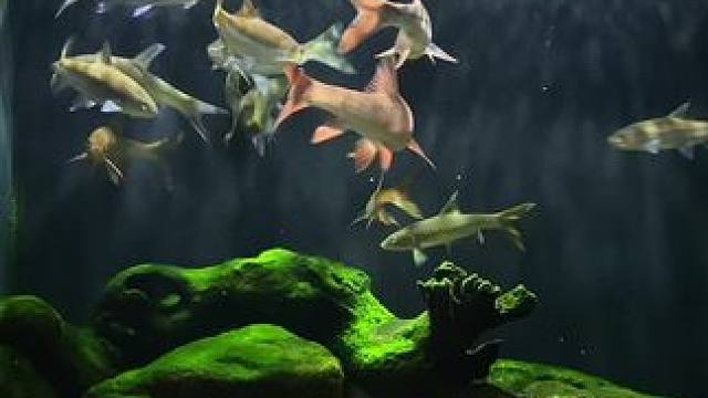 红的耀眼#蓝吉罗 #水族 #观赏鱼 #原生鱼 #山河之王观赏鱼