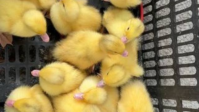 国庆期间带小朋友来集梦乐园，超多活动等你嗨#亲子游玩好去处 #周末去哪玩 #户外活动嗨起来 #亲子户