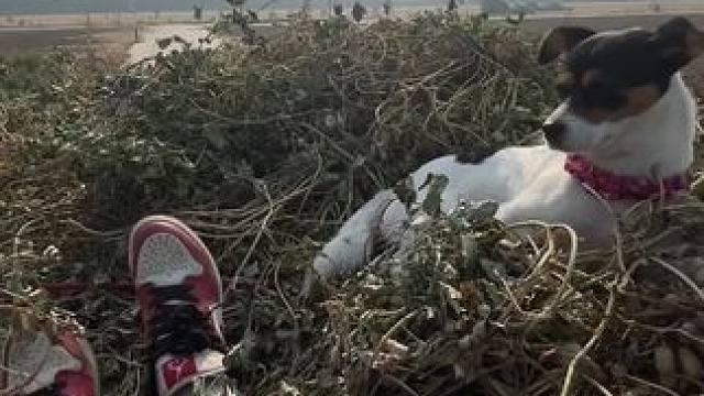 说住白装嫩高
装歪了还熊我踩歪了 
等会撂沟里 白想赖我  #农民种地不容易 #农村生活