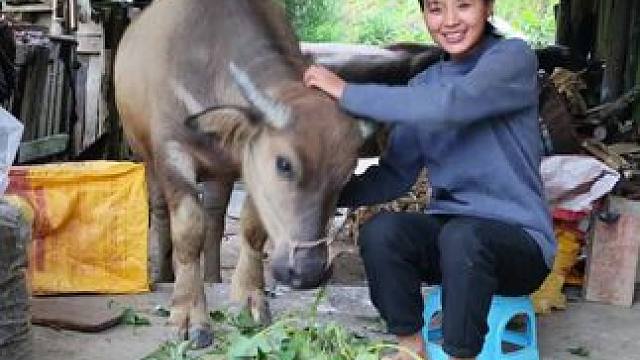 放假啦，给牛仔吃点它爱吃的红薯藤#记录我的乡村生活 #放牛的生活 #田园生活