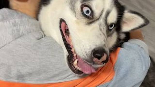 主人离开狗狗三天，傻狗以为主人不要它了，扑在主人怀里哇哇大哭 #二哈 #哈士奇 #快手青年计划来了 