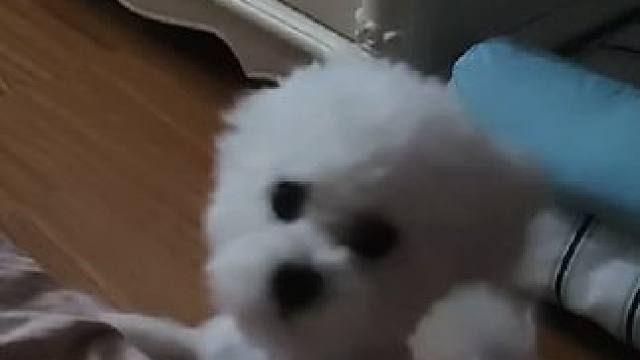 深情vlog1.0嘿嘿 坏了，流浪猫忘记喂了，一会回去喂#vlog #vlog十亿流量扶持计划 #流