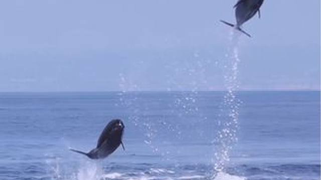 #海豚 #钓鱼的乐趣只有钓鱼人懂 #秋天大家dou来钓大鱼