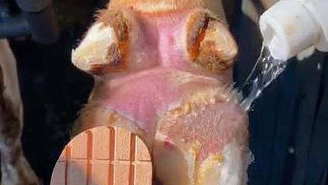 近距离观蹄，有点震惊#助眠 #修蹄 #解压 #治愈系 #极度舒适