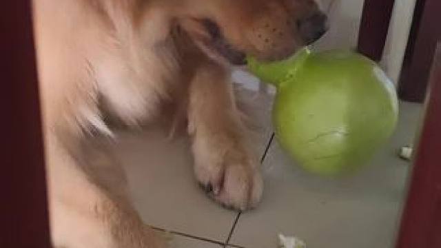 我的小鸡毛 #金毛 #萌宠日常记录 #不养狗不知道养狗的乐趣