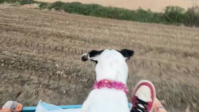 到家了少一袋子 
熊我仰住二球脸 拐弯不减速还想赖我#田间地头   #这大概就是乡愁记忆  #农村生