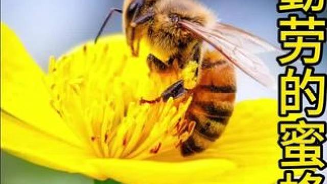 勤劳的蜜蜂#动物世界 #动物解说