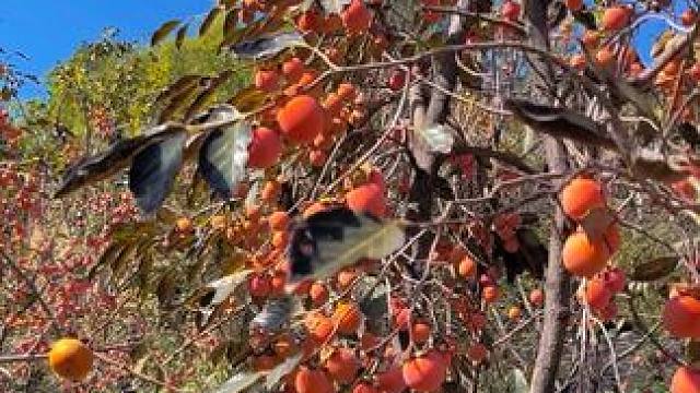 柿子熟了 #丰收的季节硕果累累 #柿子熟了 #户外随拍 #河南刚哥#志刚在路上