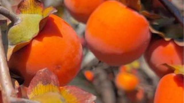 柿子熟了 #柿子熟了 #丰收的季节硕果累累 #随手一拍都是美景 #河南刚哥#志刚在路上