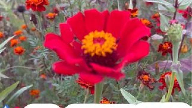 太阳花 生活不止眼前苟且，还有诗和远方#户外随拍 #随手一拍都是美景