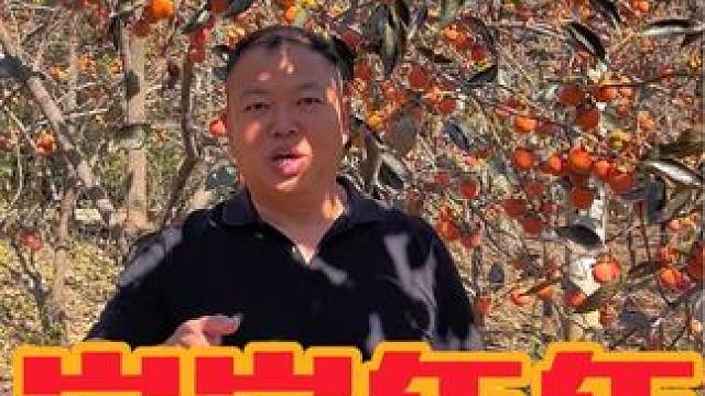 柿子熟了 #户外随拍 #旅行推荐官 #丰收的季节硕果累累 #河南刚哥
