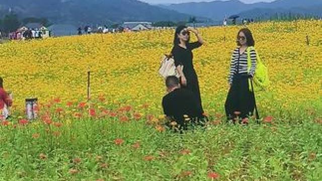 国庆节你们去哪儿玩，不如来安江，白天我带你赏花，晚上我陪你看夜景，泡吧#国庆七天去哪玩 #国庆去哪玩