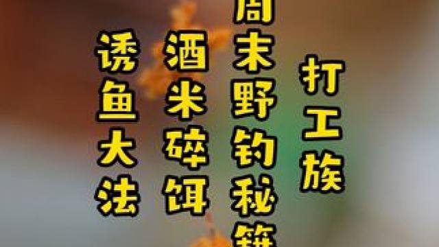 打工族周末野钓秘籍：酒米碎饵诱鱼野钓大法 打工族周末野钓秘籍：酒米碎饵诱鱼野钓大法#爆护饵料 #饵料