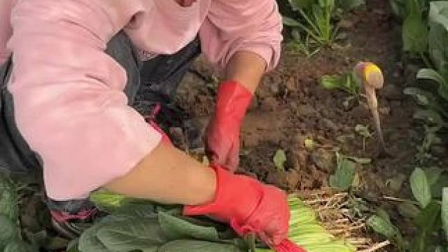 #农村生活 #三农 #服务三农支持三农 #支持三农扶持三农发展 #关注三农支持农业