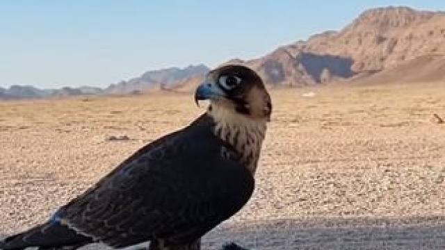 阿拉伯土豪训练宠物游隼捕猎 #国外视频分享 #奇妙的动物 #宠物